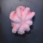 Frozen Fresh Octopus per pound