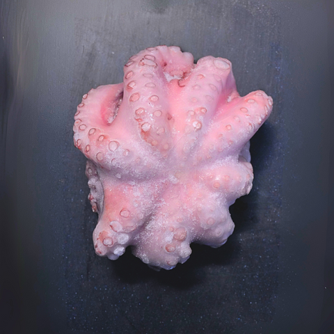Frozen Fresh Octopus per pound