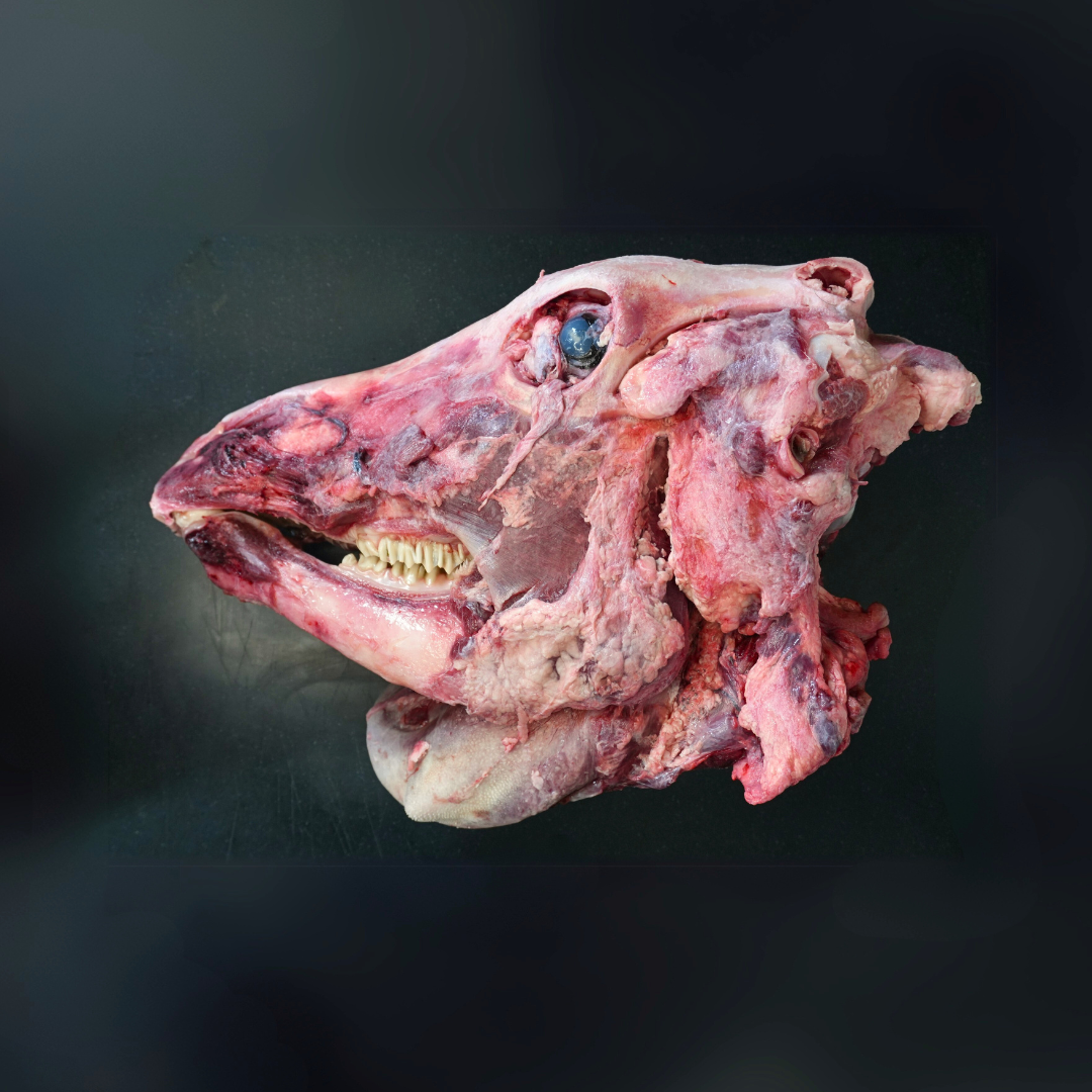 Beef Head – Venericameatsdelivery